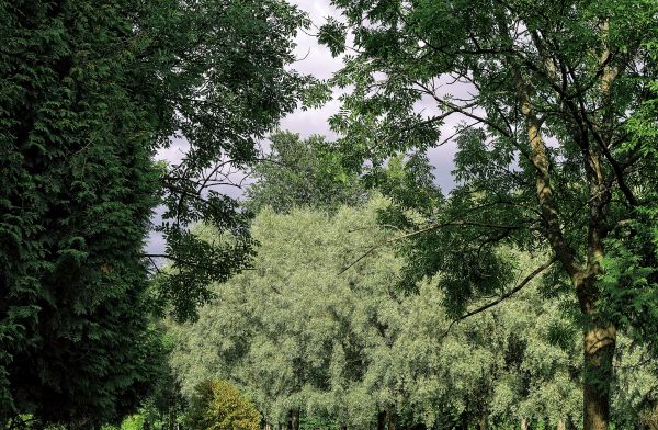 träd, natur, skog, vildmark, växt, gren