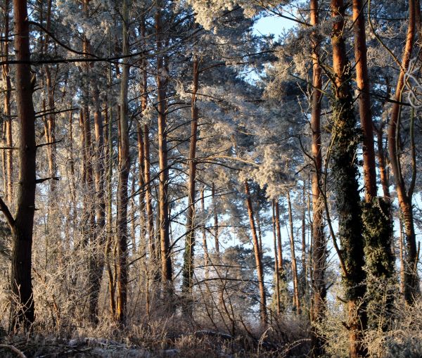 Landschaft, Baum, Natur, Wald, Wildnis, Ast