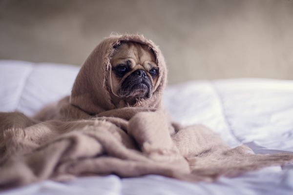 chiot,chien,canin,mammifère,couverture,carlin