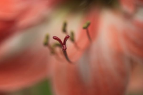 Hand,Natur,blühen,Pflanze,Fotografie,Blatt