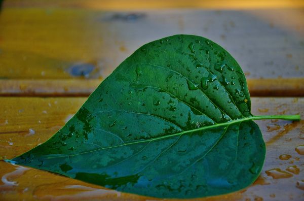 træ,natur,plante,blad,blomst,silhuet