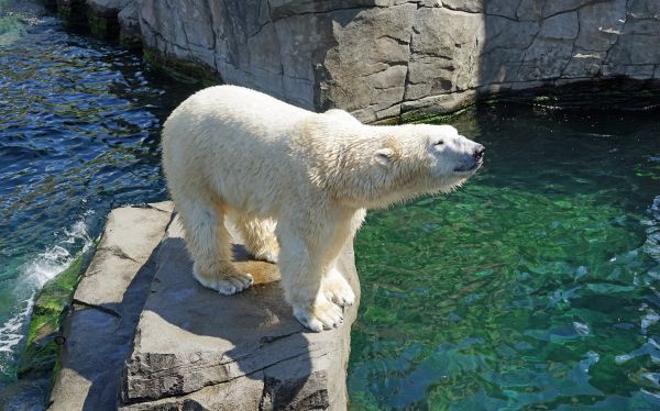 zviera, medveď, zver a rastlinstvo, zoologická záhrada, cicavec, fauna