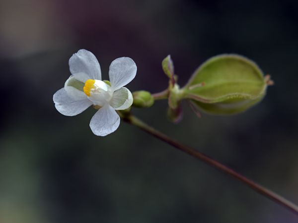 alam,menanam,fotografi,daun,cabang,mekar