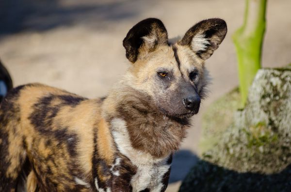 champ,tomber,chien,animal,canin,faune