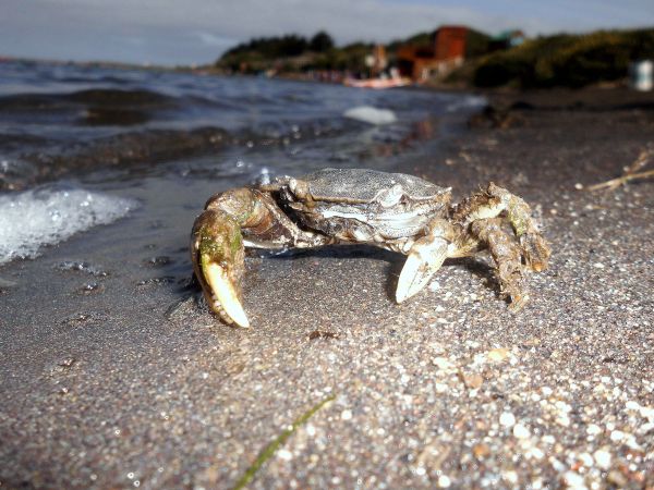 de praia, mar, areia, oceano, animais selvagens, lago