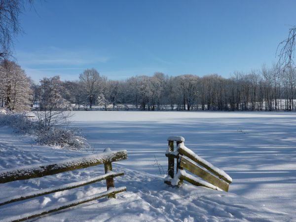 landskab,træ,sne,vinter,sø,frost