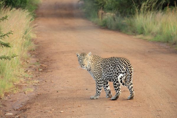 natur,dyreliv,Zoo,kat,Afrika,pattedyr