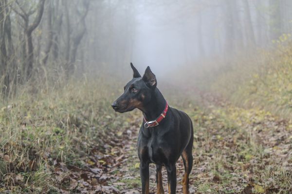 la nature,forêt,herbe,paysage,plante,brouillard