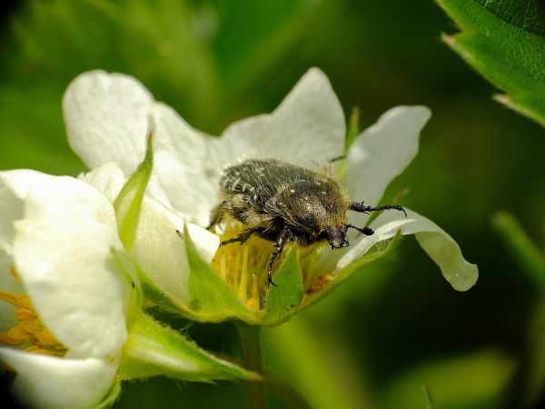 natur, fotografi, blomma, flyga, pollen, grön