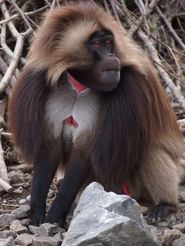 djur-,vilda djur och växter,Zoo,däggdjur,apa,fauna