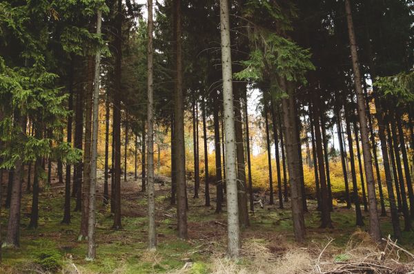 landscape, tree, nature, forest, grass, wilderness