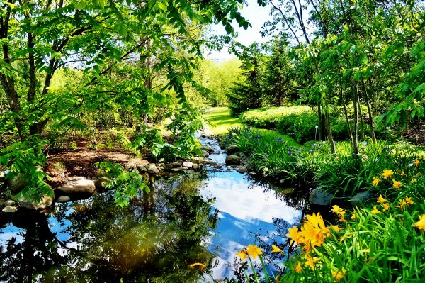 fiore, acqua, foresta, torrente, foglia, fiume