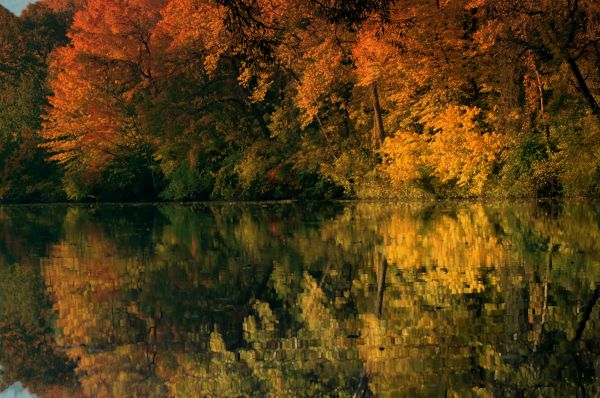 paysage,arbre,eau,la nature,forêt,région sauvage