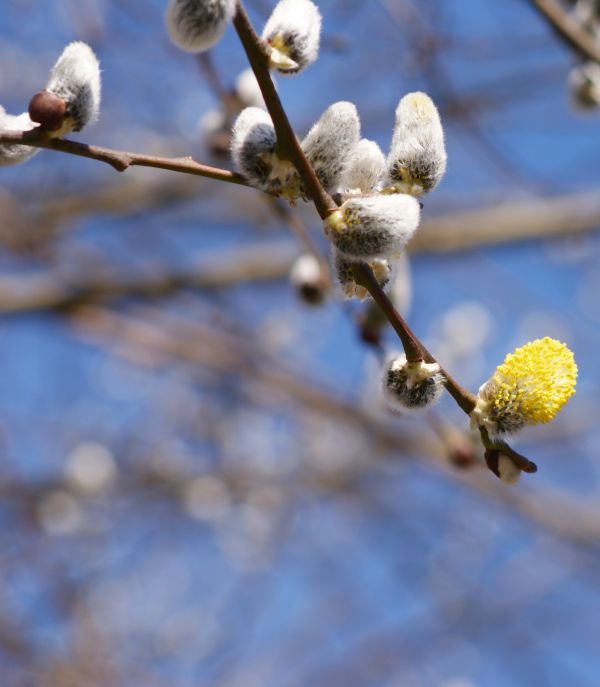 tre, natur, gren, blomstre, vinter, anlegg