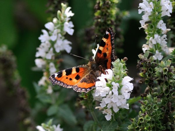 fluture,Cynthia subgenus,insectă,molii și fluturi,perie fluture calcii,American painted lady