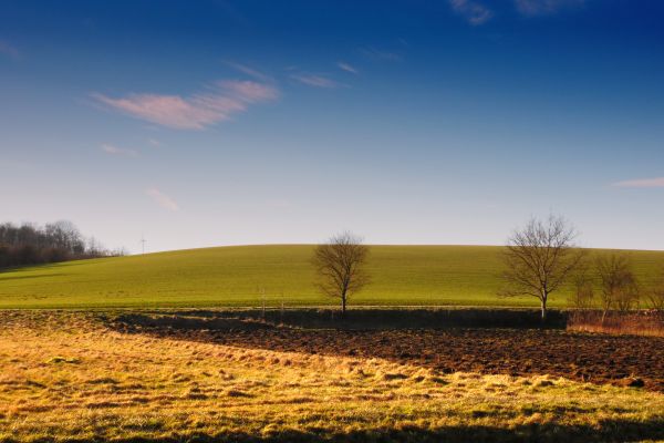 landscape, tree, nature, grass, horizon, cloud