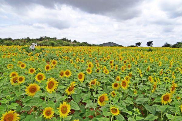 natură, plantă, cer, camp, luncă, prerie