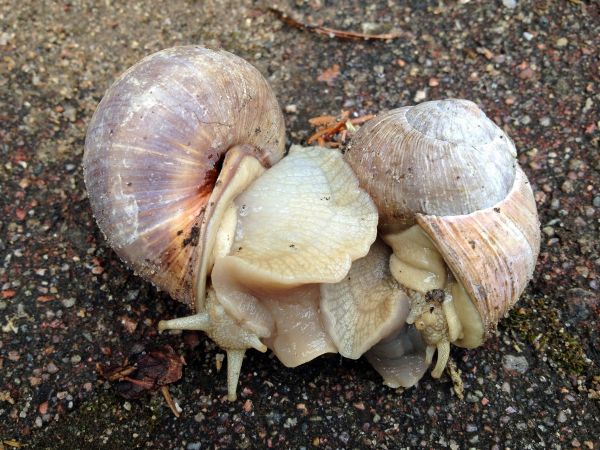 natur,fauna,shell,virvelløse,snegl,hjerteskjell