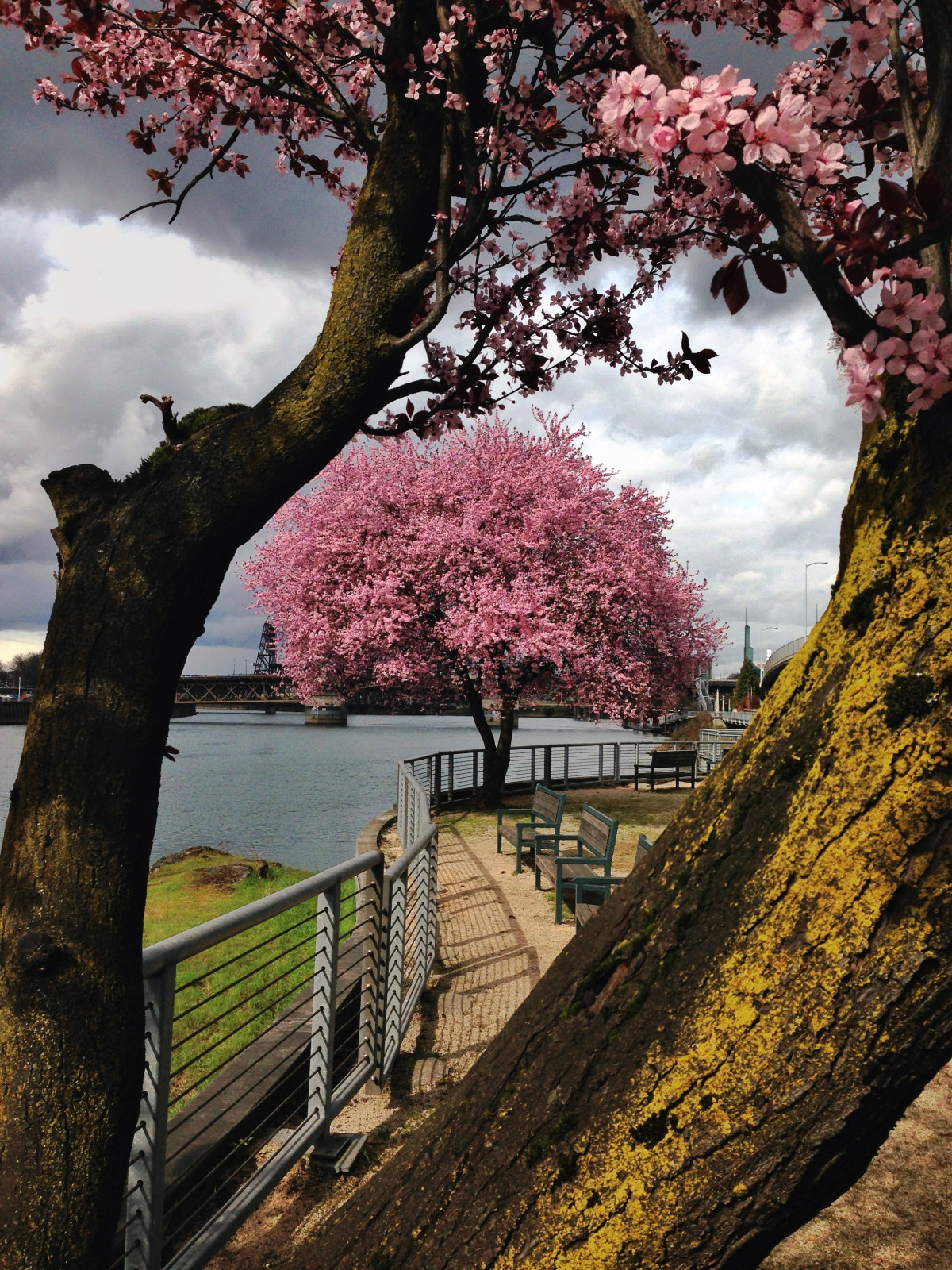 iphone, träd, natur, gren, blomma, ljus, växt, Sol, bro, morgon-, blad, blomma, flod, centrum, vår, telefon, höst, parkera, rosa, säsong, körsbärsblom, träd, blommar, 5, bilder, fem, bänkar, iphoneography, cell, esplanad, oregon, portland, ian, inramning, förnuftig, phoneography, Mette, vera, katz, Eastbank, Morrison, träig växt