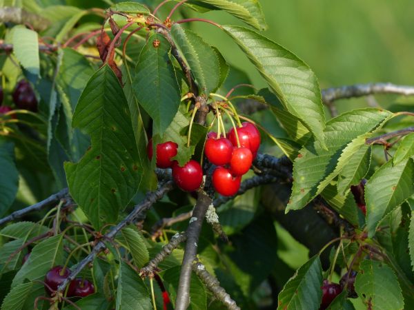 Baum, Ast, Pflanze, Frucht, Beere, süß