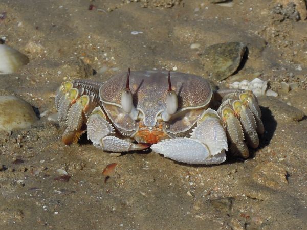 Strand, Sand, Tierwelt, Lebensmittel, Biologie, Meeresfrüchte