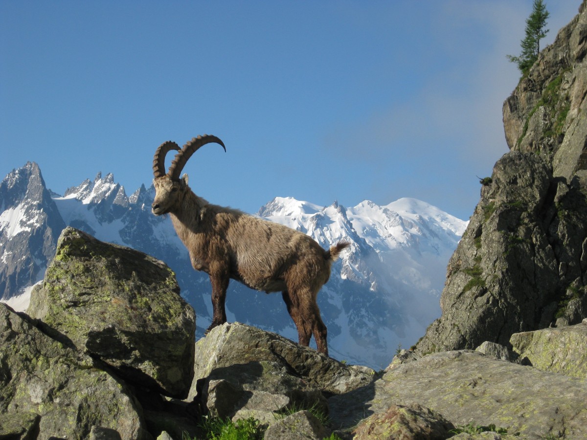 la nature, région sauvage, Montagne, chaîne de montagnes, faune, chèvre, mouton, mammifère, faune, chèvre de montagne, Chamonix, Mont blanc, chèvres, Alpes, ibex, chamois, Relief montagneux, Argentires