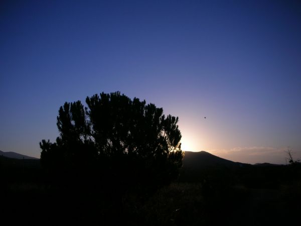 árbol, naturaleza, horizonte, montaña, ligero, nube