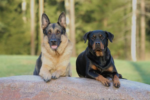 cachorro,mamífero,pastor alemão,Cães,vertebrado,Raça cão