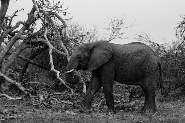 čierna a biela,zver a rastlinstvo,cicavec,Monochrome,cestovný ruch,fauna