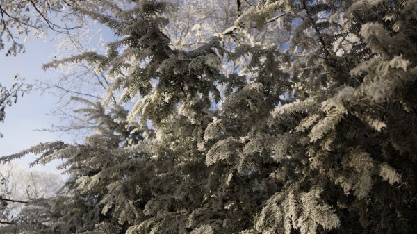 tre, natur, skog, gren, snø, utendørs