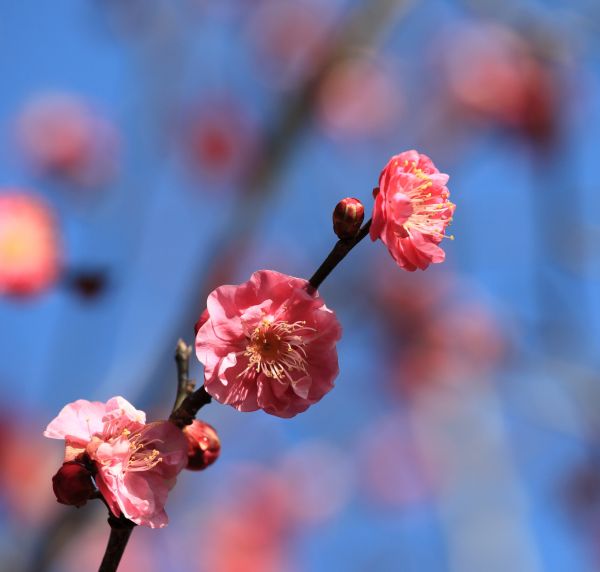 ブランチ, 花, 工場, 写真, フルーツ, ベリー