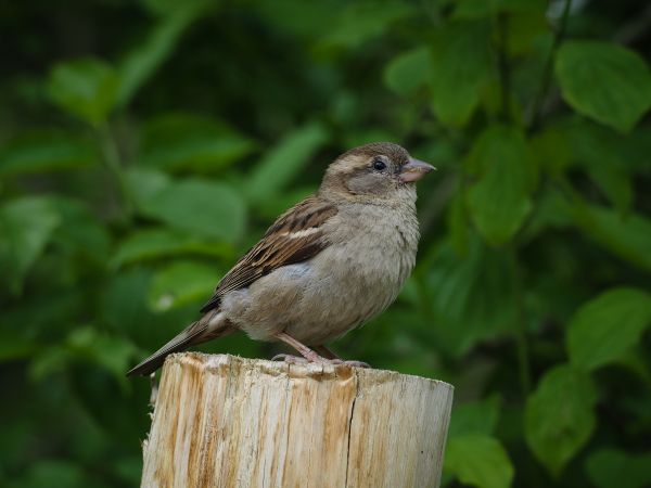 nature, bird, animal, wildlife, beak, fauna