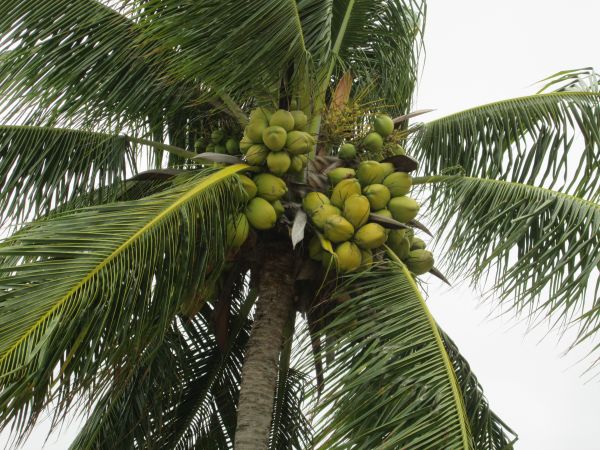 træ,afdeling,plante,frugt,Palme træ,flyvende