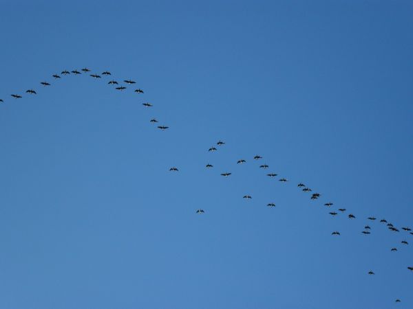 alam, burung, sayap, cabang, awan, langit