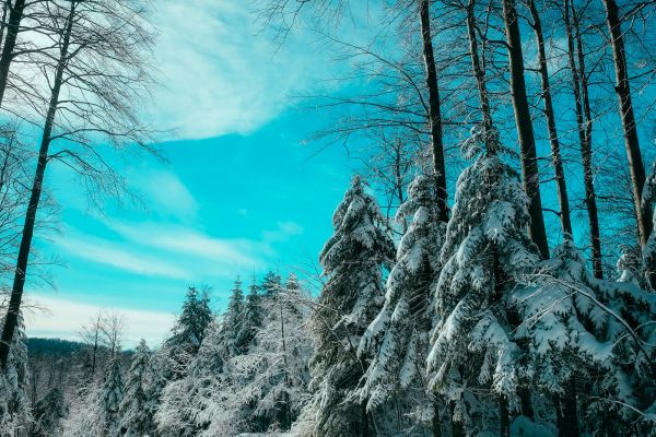 tree, nature, forest, wilderness, branch, landscape