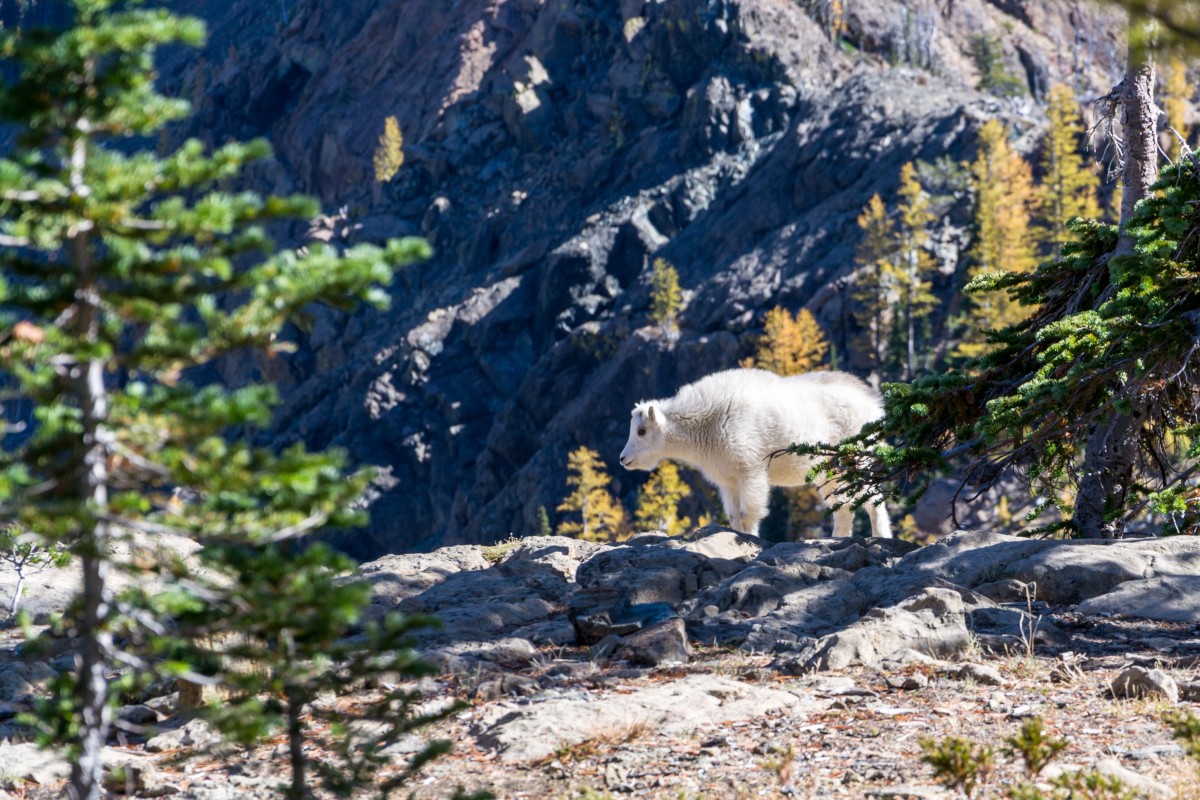 nature, wilderness, mountain, animal, mountain range, wildlife, mountain goat, alps, tundra, mountainous landforms