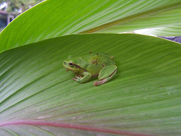 la nature,feuille,fleur,saut,vert,insecte