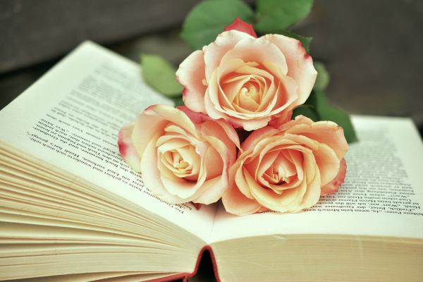 book,read,plant,flower,petal,rose