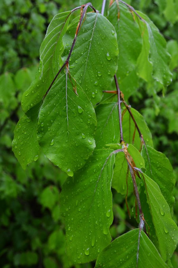 cây, thiên nhiên, rừng, chi nhánh, thực vật, trái cây