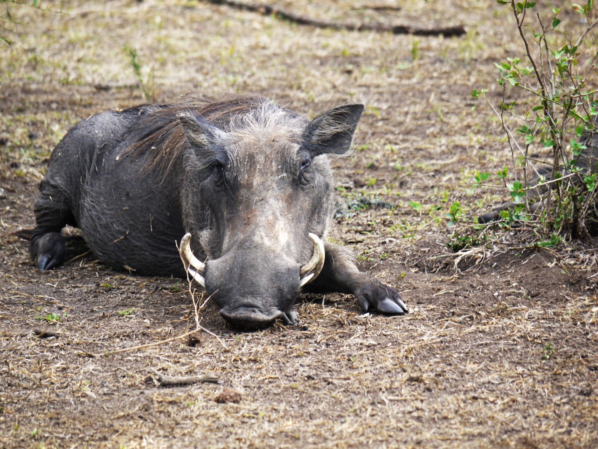 região selvagem, viagem, animais selvagens, Pastoreio, África, mamífero, descansar, liberdade, fauna, livre, rinoceronte, savana, Animais, Porcos, vertebrado, feio, porco, safári, Caninos, Uganda, Cochilar, Preocupações, animais selvagens, javali selvagem, javali, Porco doméstico, Lago mburo parque nacional, Hauer, Porco como mamífero