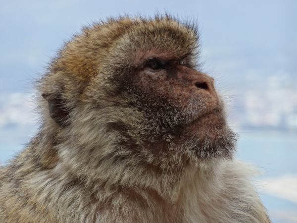 faune,mammifère,faune,primate,singe,Gibraltar