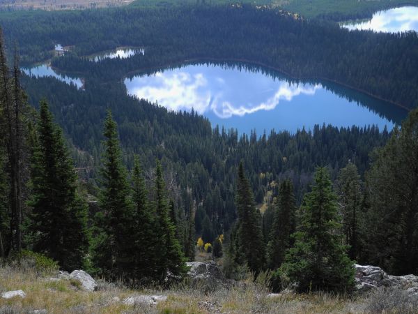 árvore,floresta,região selvagem,montanha,lago,vale