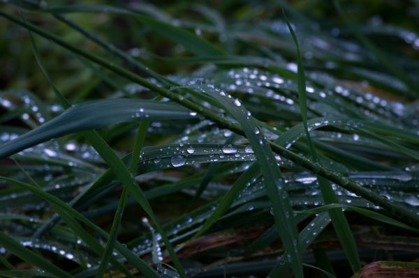 water, natuur, gras, tak, boom, koude