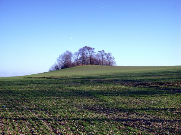 peisaj, copac, natură, iarbă, orizont, Munte