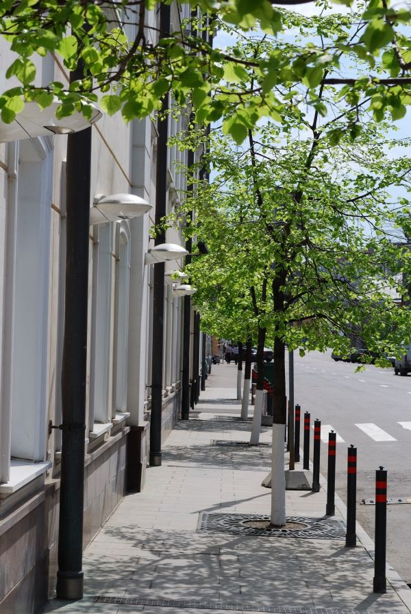 albero,strada,architettura,strada,casa,marciapiede