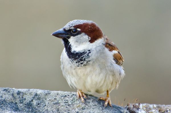 la nature, de plein air, région sauvage, oiseau, animal, aile