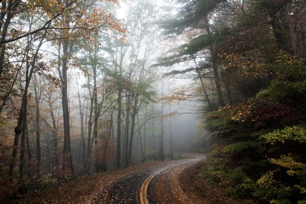 landscape, tree, nature, forest, path, wilderness