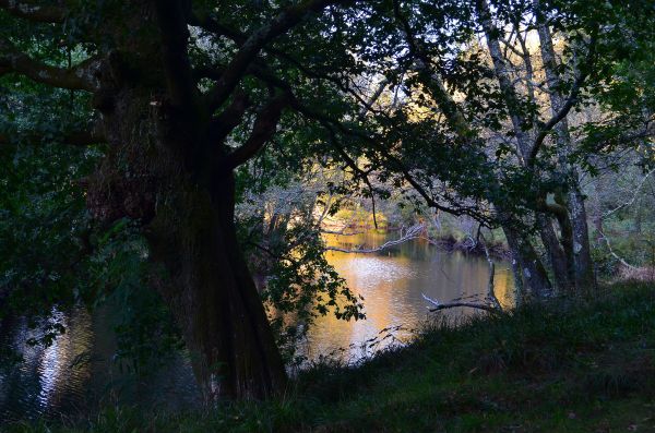 krajina,strom,voda,príroda,les,divokosť