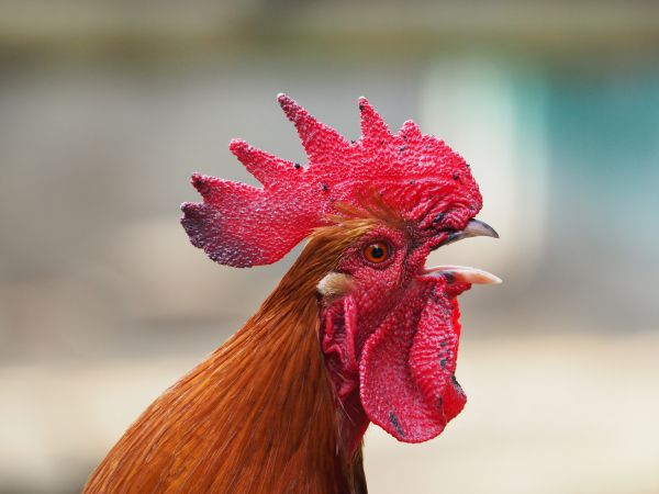 bird,beak,flower,red,chicken,rooster