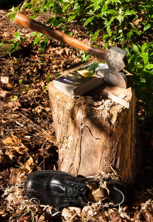 árbol, naturaleza, planta, madera, libro, zapato